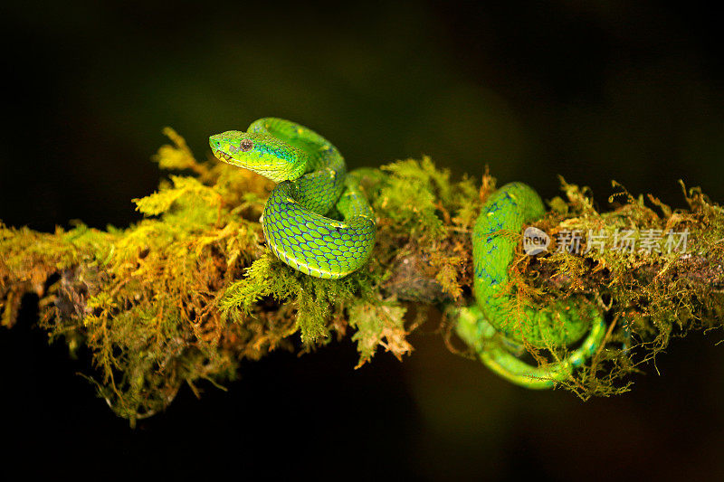 绿棕榈pitviper, Bothriechis lateralis，危险的毒蛇在自然栖息地，TapantÃ - NP，哥斯达黎加。有毒的绿色爬行动物在自然界的栖息地。来自中美洲的一种毒蛇。